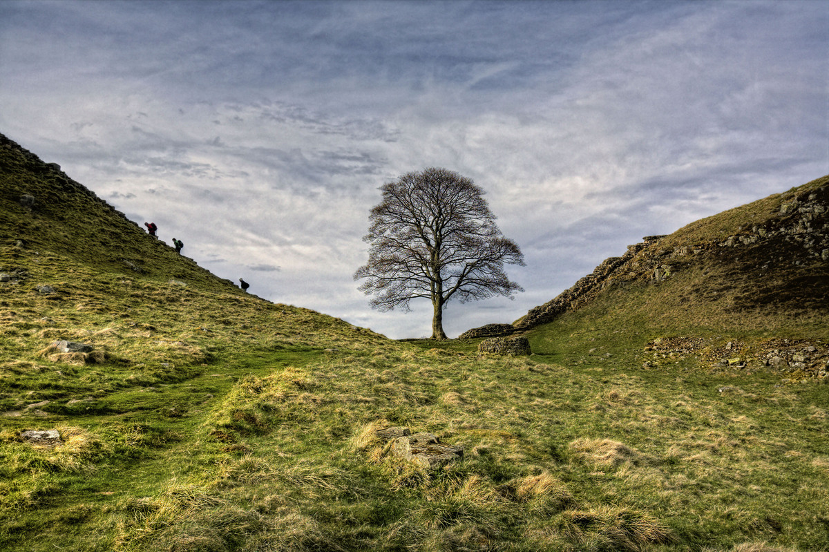 HC - Sycamore Gap - Barry Turnbull